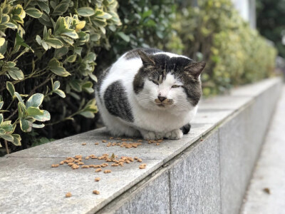 【大哉一诚天下动】南京大学的猫(*´∀`)skr~更新一波南大李荣浩浩哥～