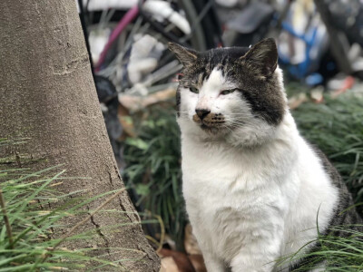 【大哉一诚天下动】南京大学的猫(*´∀`)skr~更新一波南大李荣浩浩哥～