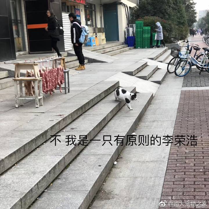 【大哉一诚天下动】南京大学的猫(*´∀`)skr~更新一波南大李荣浩浩哥～