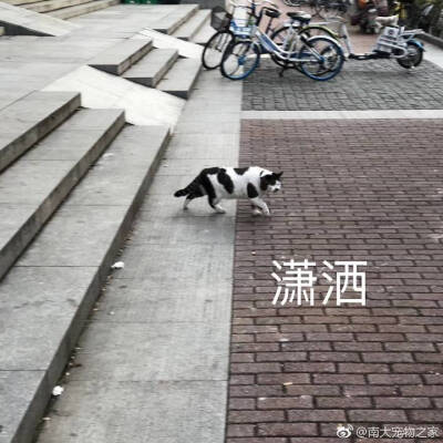 【大哉一诚天下动】南京大学的猫(*´∀`)skr~更新一波南大李荣浩浩哥～