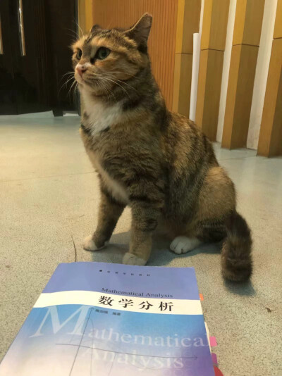 【大哉一诚天下动】南京大学的猫(๑´ㅂ`๑)是逸夫楼楼主数分小可爱呀～死宅在逸夫楼105的可爱淑芬～