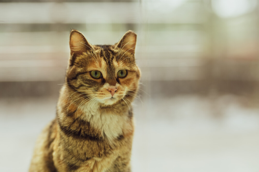 【大哉一诚天下动】南京大学的猫(๑´ㅂ`๑)是逸夫楼楼主数分小可爱呀～死宅在逸夫楼105的可爱淑芬～