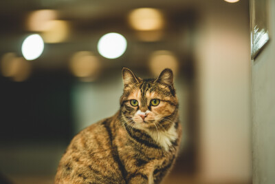 【大哉一诚天下动】南京大学的猫(๑´ㅂ`๑)是逸夫楼楼主数分小可爱呀～死宅在逸夫楼105的可爱淑芬～
