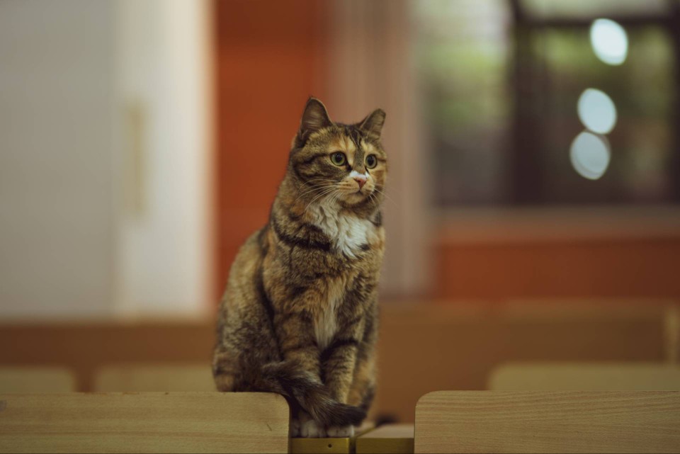 【大哉一诚天下动】南京大学的猫(๑´ㅂ`๑)是逸夫楼楼主数分小可爱呀～死宅在逸夫楼105的可爱淑芬～