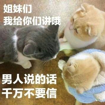 猫 小奶猫 可爱 猫星人