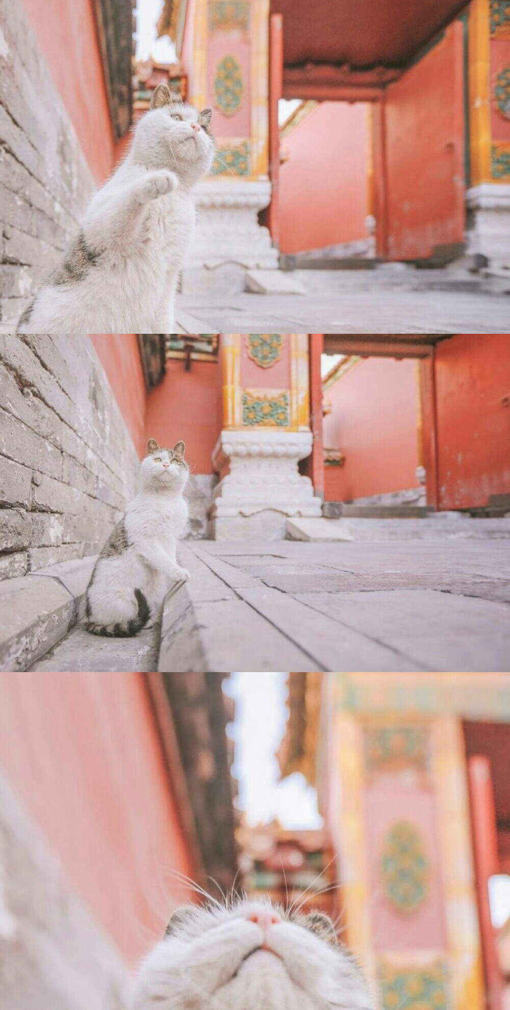 故宫的猫手机壁纸