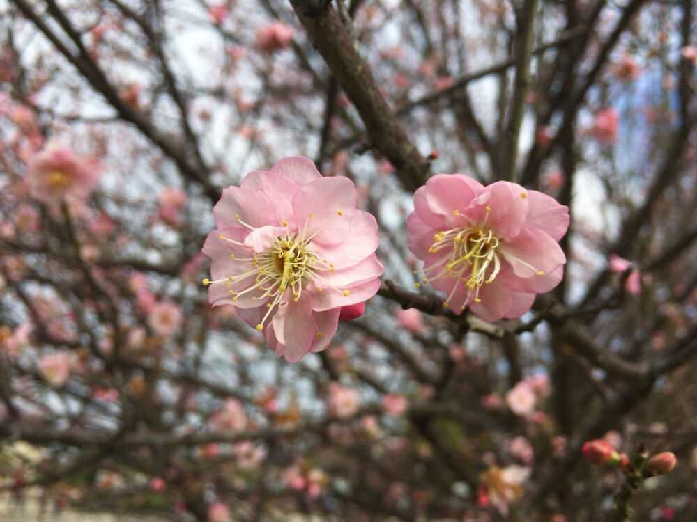 梅花