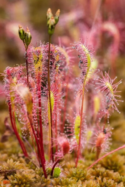 茅膏菜