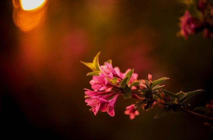 花影半窗红日低，暖风吹香过疏篱。春去落红随流水，门掩黄昏树影稀。