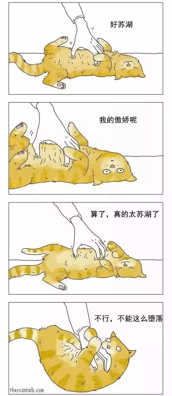 猫的日常