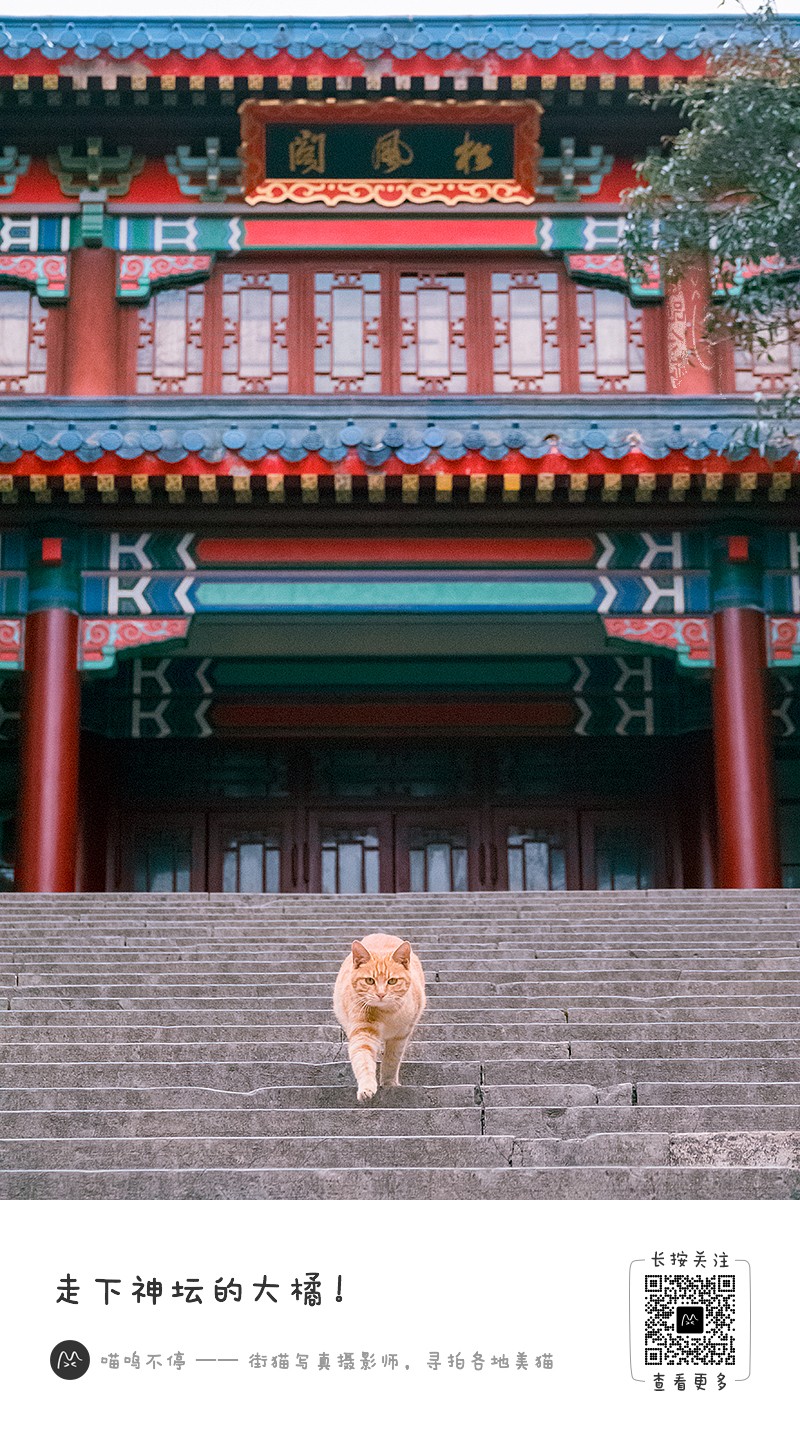 喵呜不停街拍猫