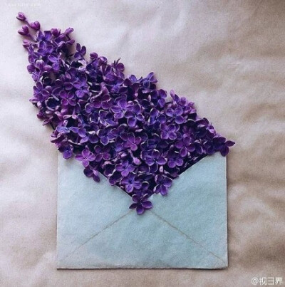 花与信封