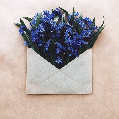 花与信封