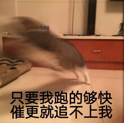 表情包