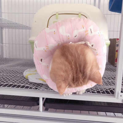 猫咪 搞怪