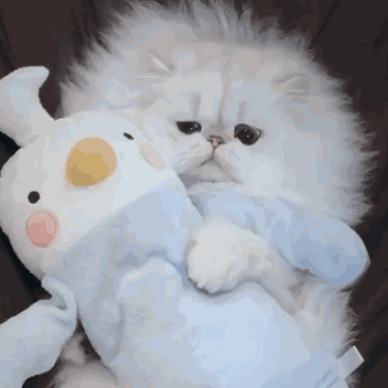 猫咪 搞怪