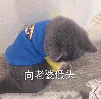 猫咪 搞怪