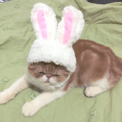 猫咪 搞怪
