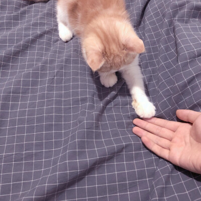 猫咪 搞怪