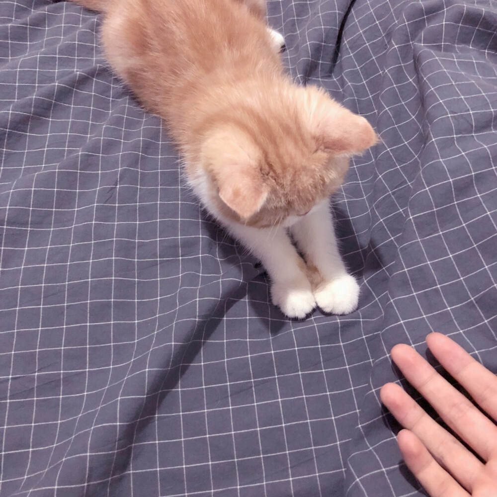 猫咪 搞怪