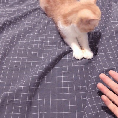 猫咪 搞怪