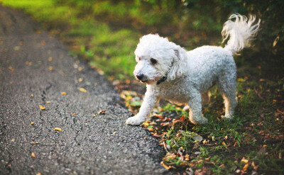 贵宾犬
按体型可分为巨型贵宾犬、标准贵宾犬、迷你贵宾犬、玩具贵宾犬
血统：可能来源于多种古老的水猎犬
注：常说的泰迪并不是一个犬种名称，而是贵宾犬的一种造型名称。