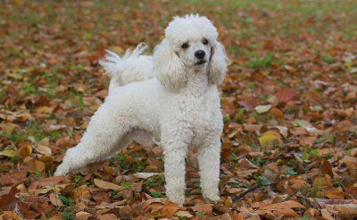 贵宾犬
按体型可分为巨型贵宾犬、标准贵宾犬、迷你贵宾犬、玩具贵宾犬
血统：可能来源于多种古老的水猎犬
注：常说的泰迪并不是一个犬种名称，而是贵宾犬的一种造型名称。