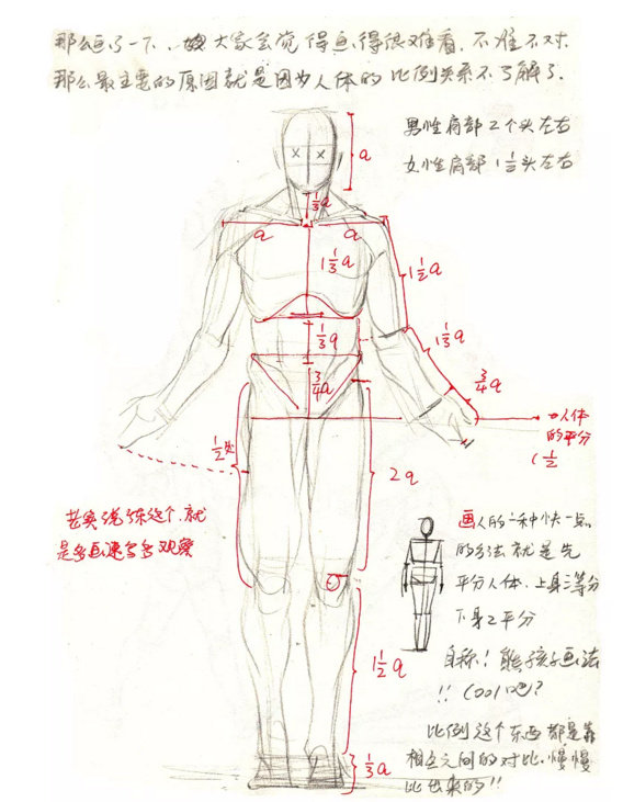 了解人体的比例