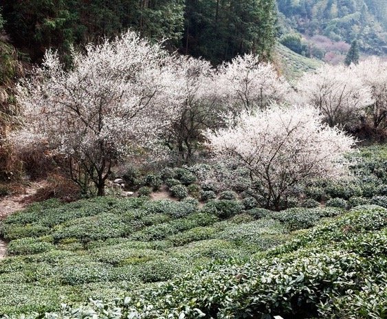 十里香雪海