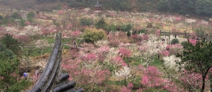 十里香雪海