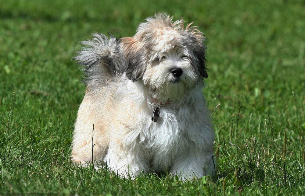 哈瓦那犬哈瓦那比熊犬