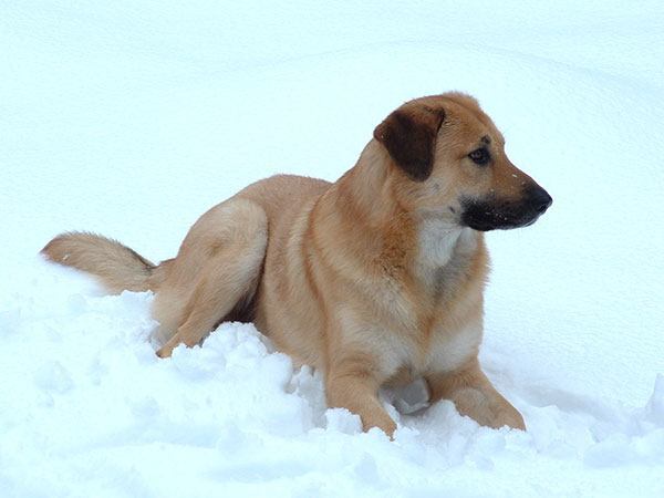 奇努克犬
血统：由爱斯基摩犬、比利时牧羊犬、短毛圣伯纳犬杂交选育。
存世不足200只，已濒临灭绝。