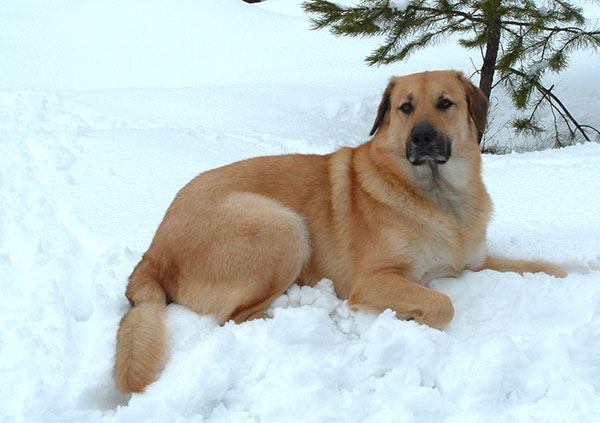 奇努克犬
血统：由爱斯基摩犬、比利时牧羊犬、短毛圣伯纳犬杂交选育。
存世不足200只，已濒临灭绝。