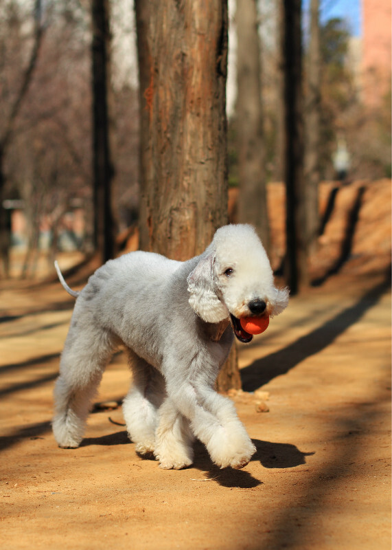 贝灵顿梗
血统：由刚毛梗类犬种与惠比特犬、丹迪丁蒙梗、贵宾等繁殖选育而来