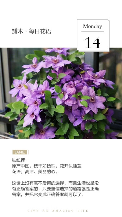 #瓣木·每日花语#
铁线莲
原产中国，枝干如锈铁，花开似睡莲
花语：高洁、美丽的心。
这世上没有毫不后悔的选择，而且生活也是没有正确答案的，只要坚信选择的道路就是正确答案，并把它变成正确答案就可以了。