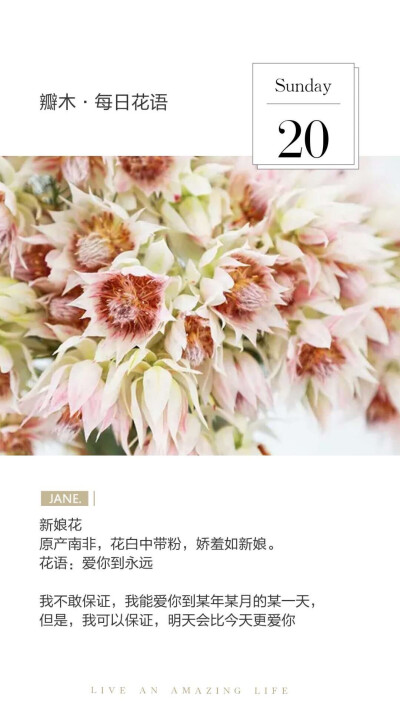 #瓣木·每日花语#
新娘花
原产南非，花白中带粉，娇羞如新娘。
花语：爱你到永远
我不敢保证，我能爱你到某年某月的某一天，但是，我可以保证，明天会比今天更爱你