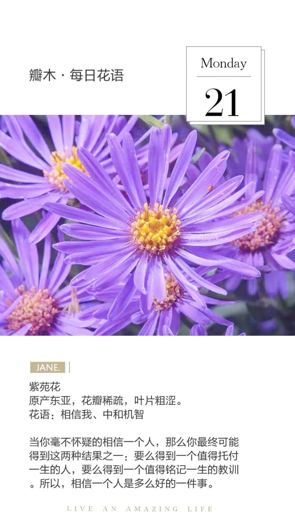 #瓣木·每日花语
紫苑花
原产东亚，花瓣稀疏，叶片粗涩。
花语：相信我、中和机智
当你毫不怀疑的相信一个人，那么你最终可能得到这两种结果之一：要么得到一个值得托付一生的人，要么得到一个值得铭记一生的教训。所以，相信一个人是多么好的一件事。