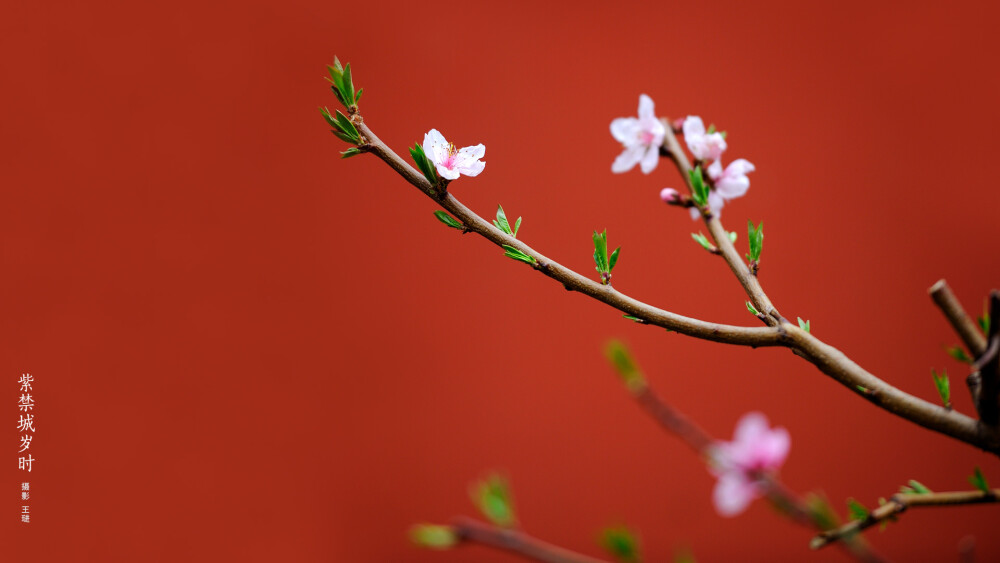 电脑壁纸