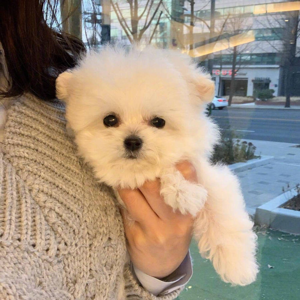 小奶狗inscommondog