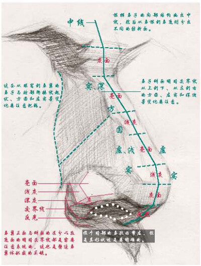 鼻骨、分面像和结构示意图