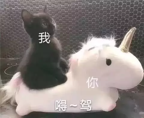 可爱 小猫咪