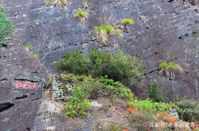 这棵大红袍树是来自我们国家的，现在在武夷山风景区内。目前的大红袍母树只有三棵六株。据历史记载，这里的大红袍茶树已经存活了360多年，现在这里的大红袍已经被保护起来，茶叶也不再采摘。