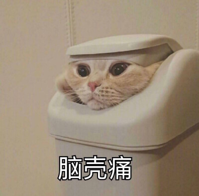 猫咪 撩妹专属表情包