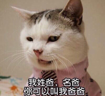 猫咪 撩妹专属表情包