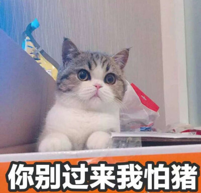 猫咪 撩妹专属表情包