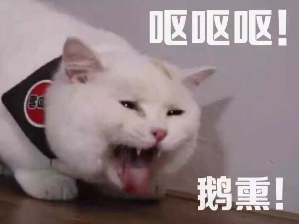 猫咪 撩妹专属表情包