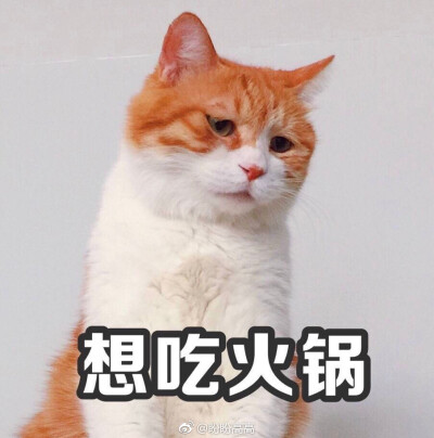 猫咪 撩妹专属表情包