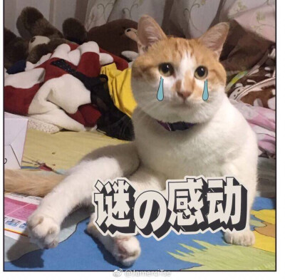 猫咪 撩妹专属表情包