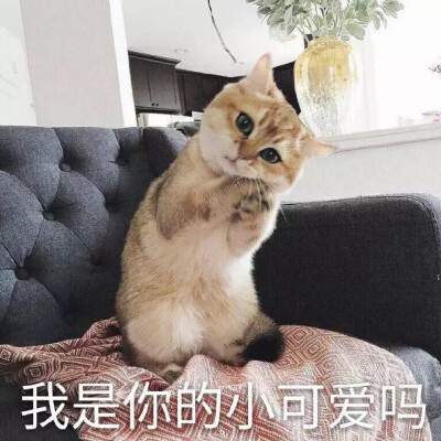 猫咪 撩妹专属表情包