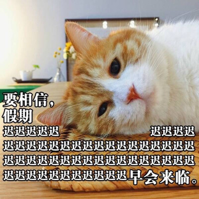 猫咪 撩妹专属表情包